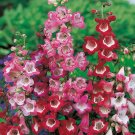 Mixed Beardtongues Penstemon Perennial Flowering Plant - 50 Seeds