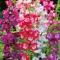 Mixed Beardtongues Penstemon Perennial Flowering Plant - 50 Seeds