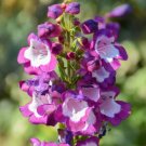 Mixed Beardtongues Penstemon Perennial Flowering - 200 Seeds