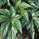 Mixed 4 Types Begonia Seeds Includin Fire Red, Green, White, Gray Red - 120 Seed