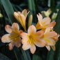 Mixed Clivia Seeds Mixed 9 Colorful Colors - 100 Seeds