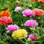 Mixed Color Moss Rose Purslane Double Flower Bonsai - 100 Seeds