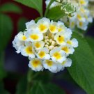 Mixed Colorful Lantana Camara Perennial Plants - 10 Seeds