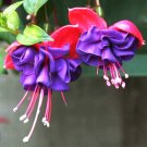 Mixed Colors Lantern Flower Indoor Balcony Bonsai Flower Fuchsias Plant - 100 Se