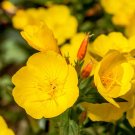 Mixed 9 Types of Evening Primrose - 30 Seeds