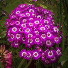 Mixed 9 Colors Florist's Cineraria - 50 Seeds