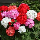 Mixed 8 Colors of Geranium - 30 Seeds