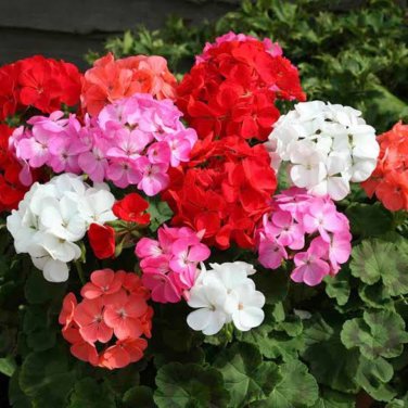 Mixed 8 Colors of Geranium - 30 Seeds