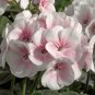 Mixed 8 Colors of Geranium - 30 Seeds