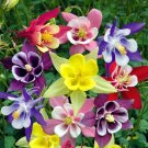 Mixed Godetia Monarch Clarkia Amoena Flowers - 50 Seeds