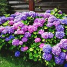 Mixed Beautiful Hydrangea Big Blooming Flowers - 15 Seeds
