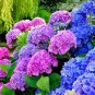 Mixed Beautiful Hydrangea Big Blooming Flowers - 15 Seeds