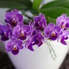 Mixed 4 Colors Orchid Yellowish Pink & Yellow Red & Dark Red & Purple Tiger - 10