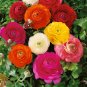 Mixed Ranunculus Asiaticus Beautiful Persian Buttercup Plants - 25 Seeds