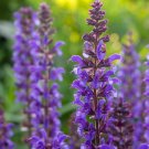 Mixed 5 Typed of Salvia with Tubular Flowers - 20 Seeds