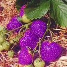 Mixed 9 Types of Strawberry Fruit - 100 Seeds