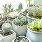 MIXED Succulent Bonsai 100 Seeds