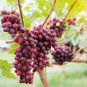 Mixed Sweet Seedless Grape Fruits - 15 Seeds