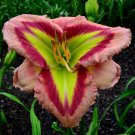 Mixed Tawny Daylily - 200 Seeds