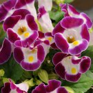 mixed 4 Colors Torenia Fournieri - 200 Seeds