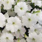 Mixed 4 Types of White Petunia Bonsai Flowers - 200 Seeds