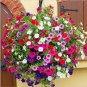Mixed 4 Types of White Petunia Bonsai Flowers - 200 Seeds