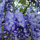 Mixed 6 Colors of Wisteria Plant Seeds Pink Purple White - 10 Seeds