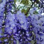 Mixed 6 Colors of Wisteria Plant Seeds Pink Purple White - 10 Seeds