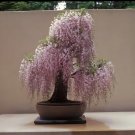 Mixed wisteria seeds bonsai wisteria flower -  4 Seeds