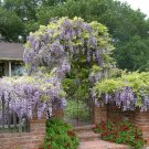 Mixed Wisteria Climbing Rattan Wisteria Flower Planting - 10 Seeds