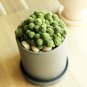 Monanthes Polyphylla One Flowered House Leek Dwarf Crassula Bonsai Succulent - 1
