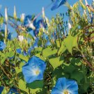 Morning Glory Ipomoea Flower - 100 Seeds