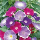 Morning Glory Mixed Colorful Petals with White Stripe Flower  - 20 Seeds