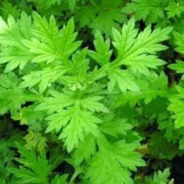 Heriloom Herbs Plant Mugwort - 100 Seeds