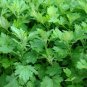 Heriloom Herbs Plant Mugwort - 100 Seeds