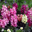 Multi-Color Antirrhinum Majus Bonsai - 200 Seed