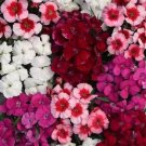 Multicolored Dianthus Caryophyllus Bonsai - 10 Seeds