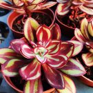 Multi-Colored Echeveria Nodulosa - 20 Seeds