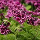 Multiple Colour Geranium Plants, Perennial Flower Pelargonium - 30 Seeds