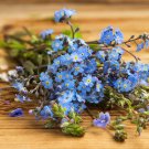 Myosotis Sylvatica Blue Forget Me Not Perennial Plants - 60 Seeds