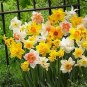 Narcissus Flower Seeds Mixed 9 Colors Flowers - 20 Seeds