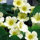 Nasturtium Bonsai Easy Planting Flower Hanging Plants New Garden Plant - 10 Seed