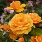 Natural Golden Rose Flower - 50 Seeds