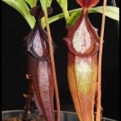 Nepenthes Bongso - 2 Seeds