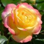 New Bella Roma Rose Bush Plant - 50 Seeds