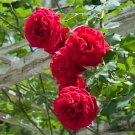 New Dark Red Climbing Rose Plant - 50 Seeds