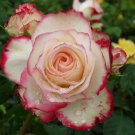 New Fire and Ice Rose -100 Seeds