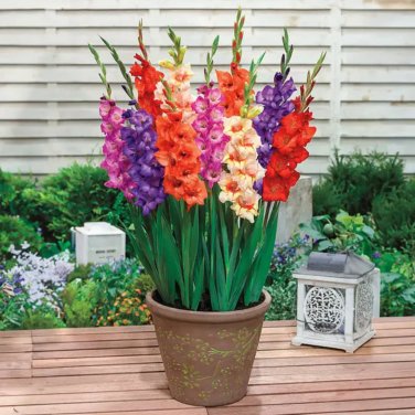 New Gladiolus Perennial Flower  - 50 Seeds