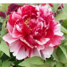 New Heirloom Red Pink Peony Shrub Flower - 5 Seeds