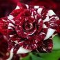 New Hierloom Rose High Germination Rate Stunning Blooms Balcony - 20 Seeds